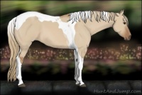Horse Color:Red Dun Tobiano 