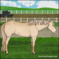 Horse Color:Palomino Dun Splash 