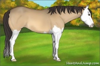 Horse Color:Buckskin Dun Splash 