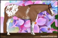 Horse Color:White Spotted Chestnut Appaloosa 