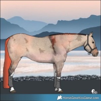 Horse Color:Bay Ice Dun Tobiano 