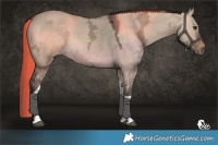 Horse Color:Bay Ice Dun Tobiano 