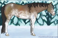 Horse Color:White Spotted Brown Dun Sabino Appaloosa 