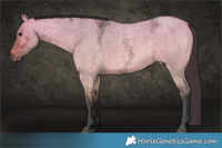 Horse Color:Bay Ice Roan Dun 