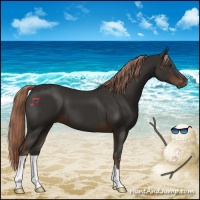 Horse Color:Liver Chestnut 