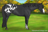 Horse Color:Black Appaloosa 
