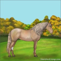 Horse Color:Liver Chestnut Pearl 