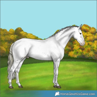 Horse Color:Brown Dun Appaloosa 