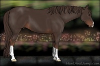 Horse Color:Liver Chestnut 