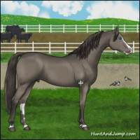 Horse Color:Smoky Grullo Splash 