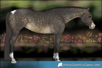 Horse Color:Buckskin Dun Sabino Splash Tobiano 