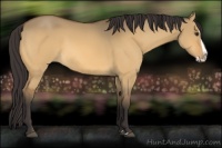Horse Color:Buckskin Dun Splash