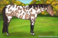 Horse Color:Bay Dun Appaloosa 