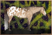 Horse Color:Buckskin Dun Splash Appaloosa 