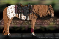 Horse Color:Chestnut Appaloosa 