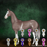 Horse Color:White Spotted Chocolate Smoky Grullo Splash 