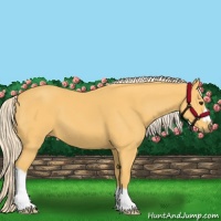 Horse Color:Palomino 