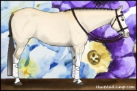 Horse Color:Buckskin Dun Splash 