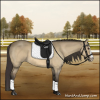 Horse Color:Buckskin Dun Splash