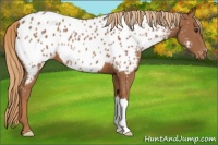 Horse Color:Chestnut Appaloosa 