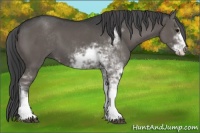 Horse Color:Black Sabino 