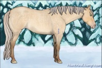 Horse Color:Silver Sable Cream Champagne Roan Dun 