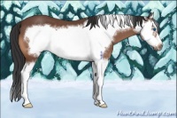Horse Color:Bay Roan Splash Frame 