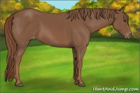 Horse Color:Chestnut Varnish 