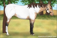 Horse Color:Bay Dun Snowcap