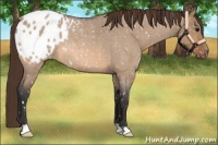 Horse Color:Bay Roan Dun Appaloosa