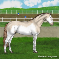 Horse Color:Red Dun Roan Splash Frame Rabicano 