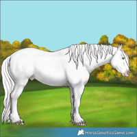 Horse Color:White Spotted Silver Amber Champagne Blanket Rabicano 