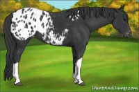 Horse Color:Black Appaloosa 