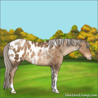 Horse Color:Gray Chocolate Palomino Pearl Tobiano Appaloosa Rabicano 