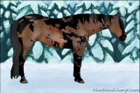 Horse Color:Void White Spotted Bay Splash Tobiano Appaloosa 