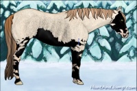 Horse Color:Void Gold Champagne Dun Splash Rabicano
