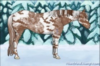 Horse Color:Chestnut Tobiano Rabicano 