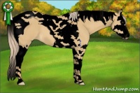 Horse Color:Void Palomino Dun Splash Tobiano 