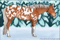 Horse Color:Silver Brown Appaloosa 