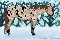 Horse Color:Amber Champagne Sabino Splash Appaloosa 
