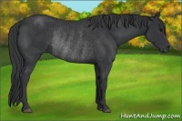 Horse Color:Black  and Black Rabicano 