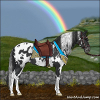 Horse Color:White Spotted Black Appaloosa 