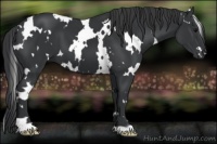 Horse Color:White Spotted Black 