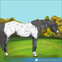 Horse Color:Black Appaloosa 