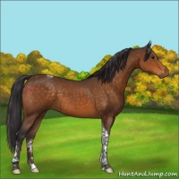 Horse Color:Buckskin Tobiano 