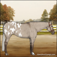Horse Color:Liver Red Dun Mushroom Appaloosa Brindle 