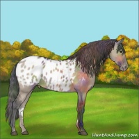Horse Color:Nacre Brown Dun Appaloosa 