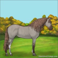 Horse Color:Liver Red Dun 