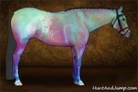Horse Color:Brown Roan Appaloosa 
