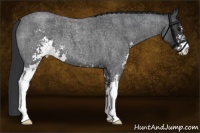 Horse Color:Blue Roan Sabino 